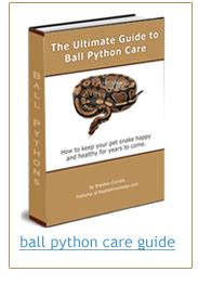 Pet Ball Python Care Sheet - Heating, Housing, Feeding and More