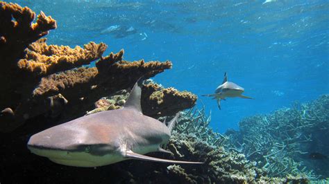 Blacktip sharks off Kingman Reef National Wildlife Refuge | FWS.gov