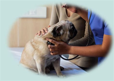 Pet Care Services In Delhi And Faridabad - Alaknanda Pet Clinic