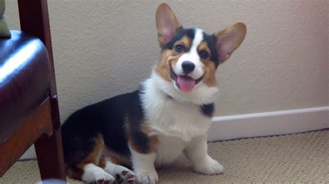 Tri Color Corgi Puppy - BubaKids.com