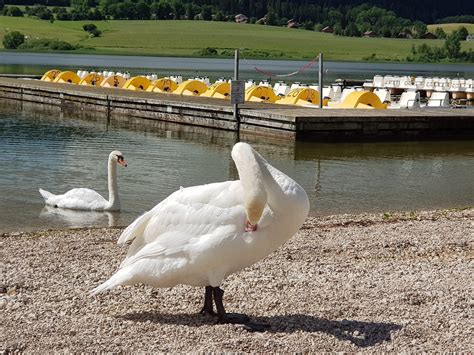 Swan Lake White - Free photo on Pixabay