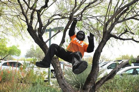 Phoenix Suns Gorilla! | Phoenix suns, Gorilla, Mascot