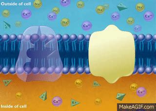 Cotransport Symport and Antiport HD Animation on Make a GIF