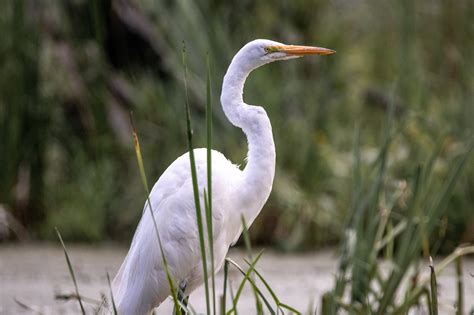 Great Egret Bird - Free photo on Pixabay - Pixabay