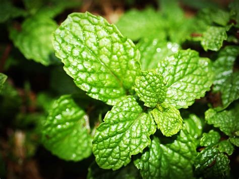 What Is the Difference Between Spearmint and Peppermint?