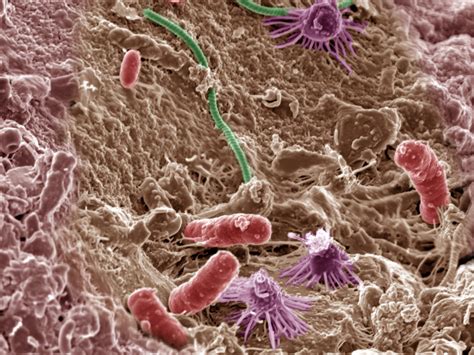 How Do Microbial Ecosystems and Climate Change Interact? - Eos