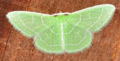 Lime Green Moth with Wavy White lines - Synchlora aerata - BugGuide.Net