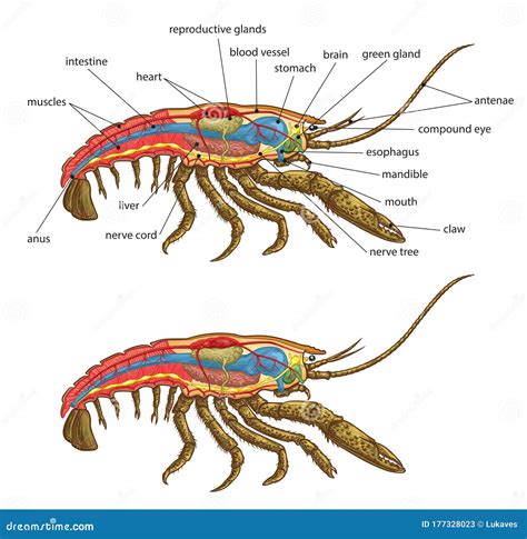 Lobster Anatomy Diagram Label