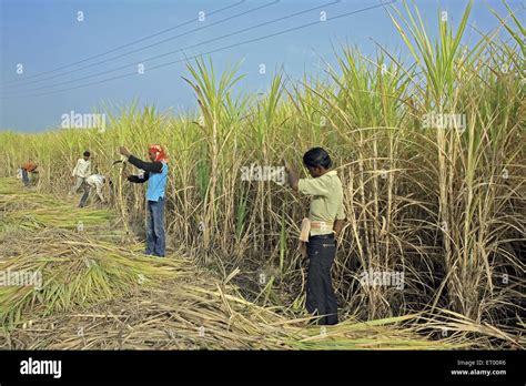 Sickle harvesting hi-res stock photography and images - Alamy