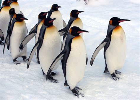 5 Mind-Blowing Penguin Stories to Celebrate World Penguin Day