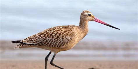 Bird sets world record for longest nonstop flight from Alaska to New ...