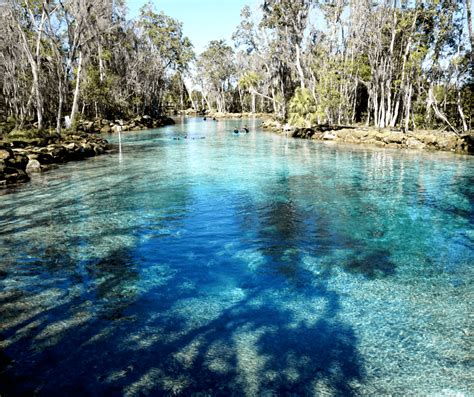 Why You Need To Visit Crystal River, Florida | Buddy The Traveling Monkey