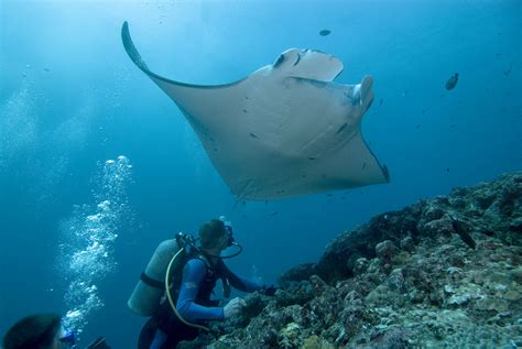 Micronesia: Experience Yap & Palau Diving - Fly & Sea Dive Adventures