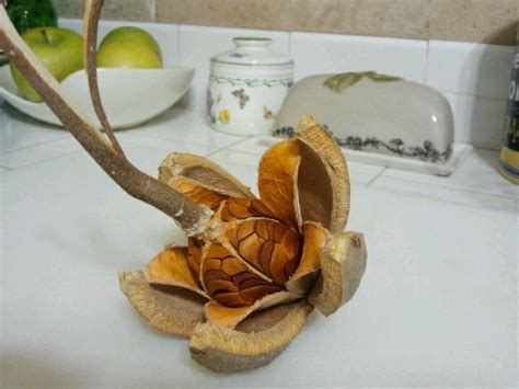 West Indian Mahogany Tree seed pod on Sanibel island | Seed pods, Tree ...