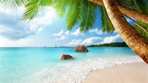 beach, 4K, palm. ocean HD Wallpaper