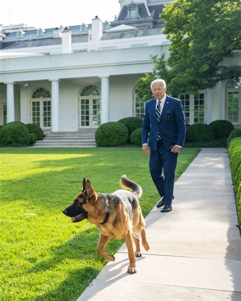 Jules Morgan 🧸 on Twitter: "RT @TheDemocrats: Commander Biden, reporting for duty 🐕‍ # ...
