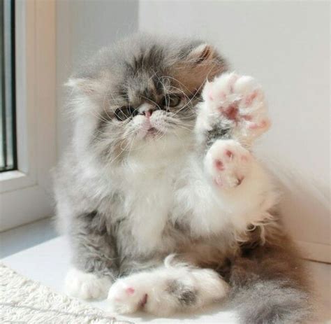 Such an adorable fluffy Persian kitten | Pretty cats, Persian kittens ...