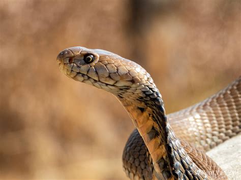 Mozambique Spitting Cobra (Naja mossambica) from Gauteng South Africa. Dangerously venomous ...