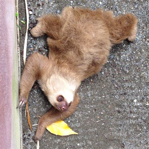 Baby sloth at rescue center in Puerto Viejo, Costa Rica | Baby sloth ...