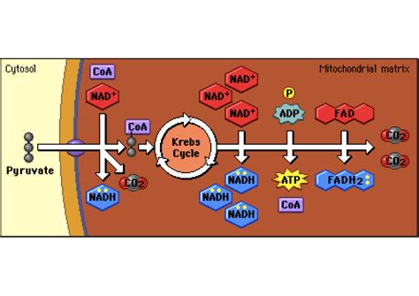 Ms. Doering's BioBlog: Aerobic Respiration: 2nd Step: the Krebs Cycle