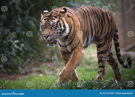 Tiger Walking in Forest stock photo. Image of danger - 223143760