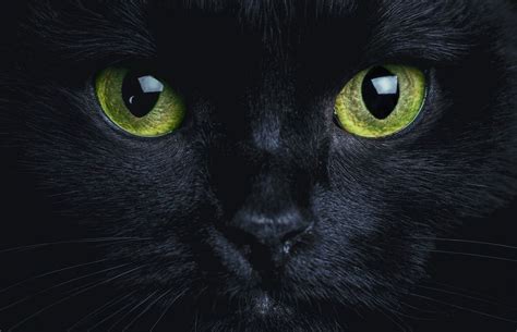 Le chat noir : mythes et réalité à l'orée Halloween | www.jaquo.fr