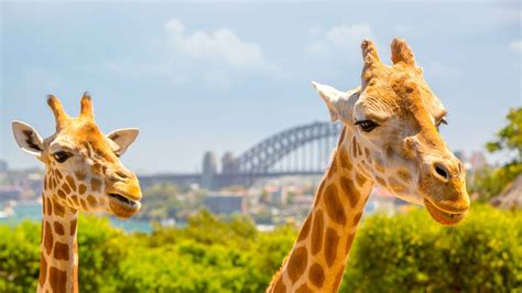 Taronga Zoo, Sydney - Book Tickets & Tours | GetYourGuide