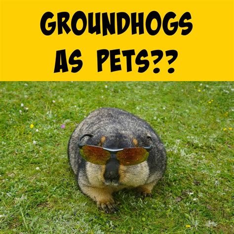 Groundhogs as Pets: A Starter Guide with Pros and Cons - Squirrels at the Feeder