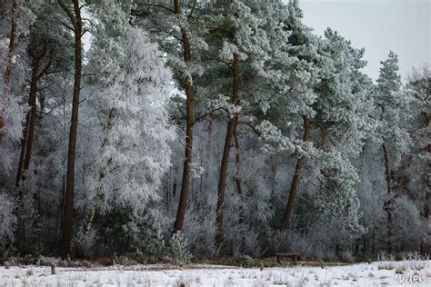 Frosty Trees by tvurk on DeviantArt