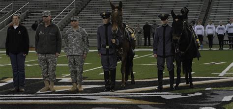 West Point's new Army Mule Mascots Ranger III, Stryker assume duties | Article | The United ...