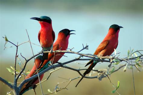 Carmine Bee eater, Zambezi River, Namibia Africa | Africa, Southern ...