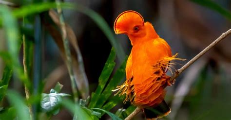 10 Lovely Orange Animals - A-Z Animals