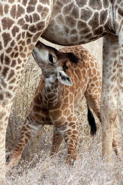 Baby giraffe feeding, Kruger National Park, South Africa - Stock Photo ...