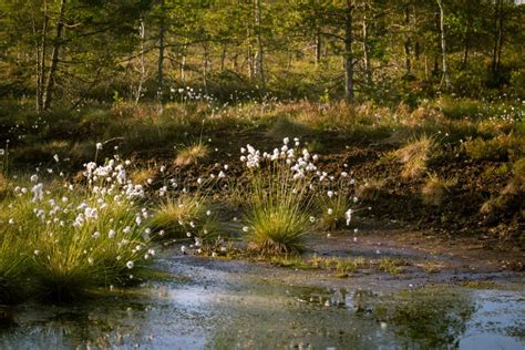 A Beautiful Swamp Landscape during the Sunrise in an Early Spring Morning Stock Image - Image of ...