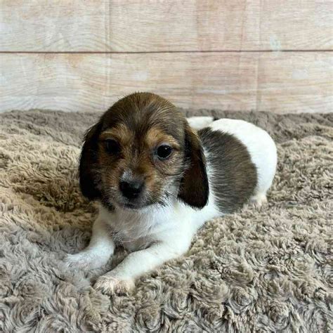 Dachshund/Shih Tzu Puppies for sale - Tullys Kennels