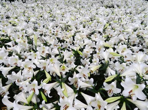 White lily flowers stock image. Image of background, amethyst - 33789199