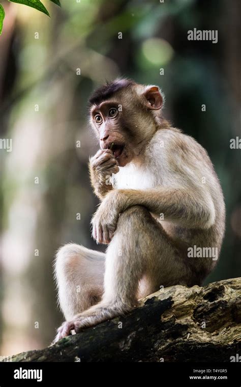 Wildlife in Malaysia Stock Photo - Alamy