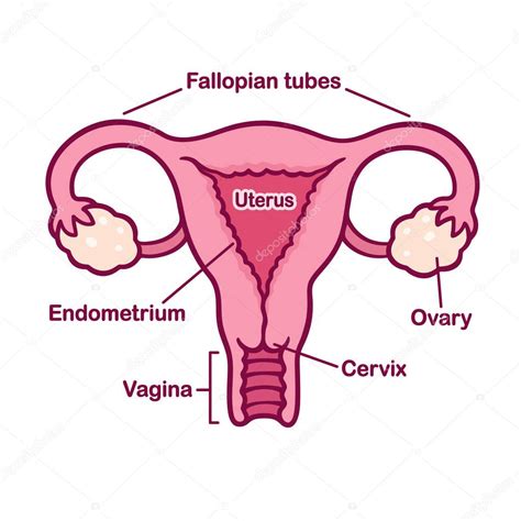 Female reproductory system anatomy chart — Stock Vector © Sudowoodo #178166266