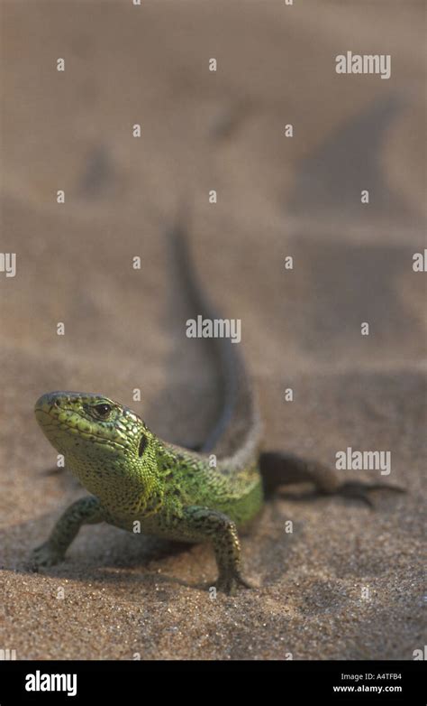 Sand Lizard portrait Stock Photo - Alamy