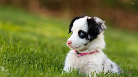 Cute puppy with beautiful blue eyes wallpaper - Animal wallpapers - #45030