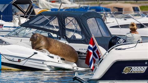 A Walrus Named Freya Showed Up in Norway. Did She Have to Die? - The ...