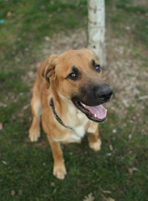 Lovely, lovely dog. This German Shepherd mix puppy is a touch timid but ...