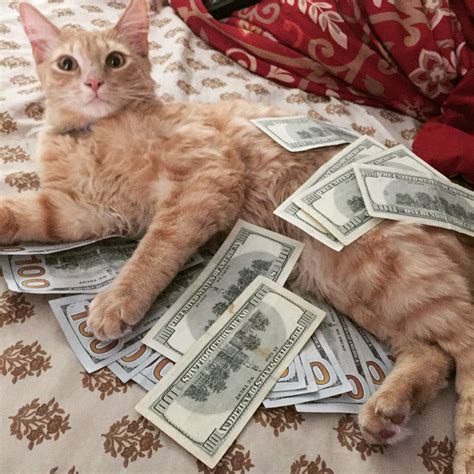 Rich cat : aww