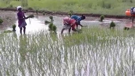 Preparing the Land and Planting Rice Crops... South India, Tamil Nadu | Rice crop, South india ...