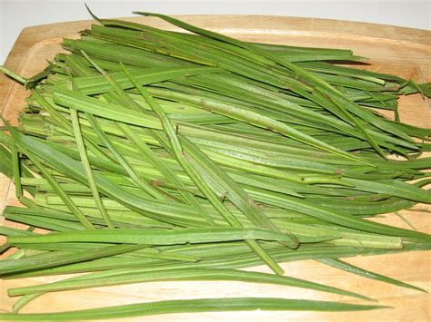 The Foraging Family: Goose Tongue Greens