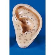 Ear Acupuncture Chart | Health and Care