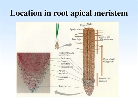 shoot apical meristem diagram - Chicfer