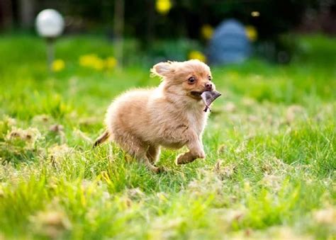 All About Pomeranian Chihuahua Mix (Pomchi) – Behavior, Training, Puppy ...