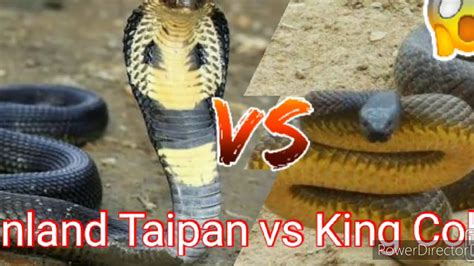 Inland Taipan VS King Cobra - YouTube