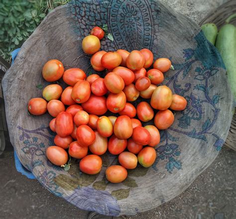 Celebrity Tomato: The Disease Resistant, Fast Growing Tomato Plant ...